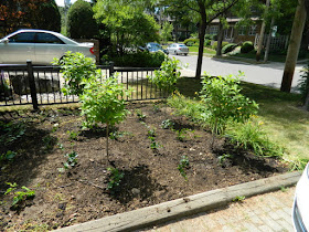 Mount Pleasant West garden renovation removing lawn after Paul Jung Gardening Services Toronto