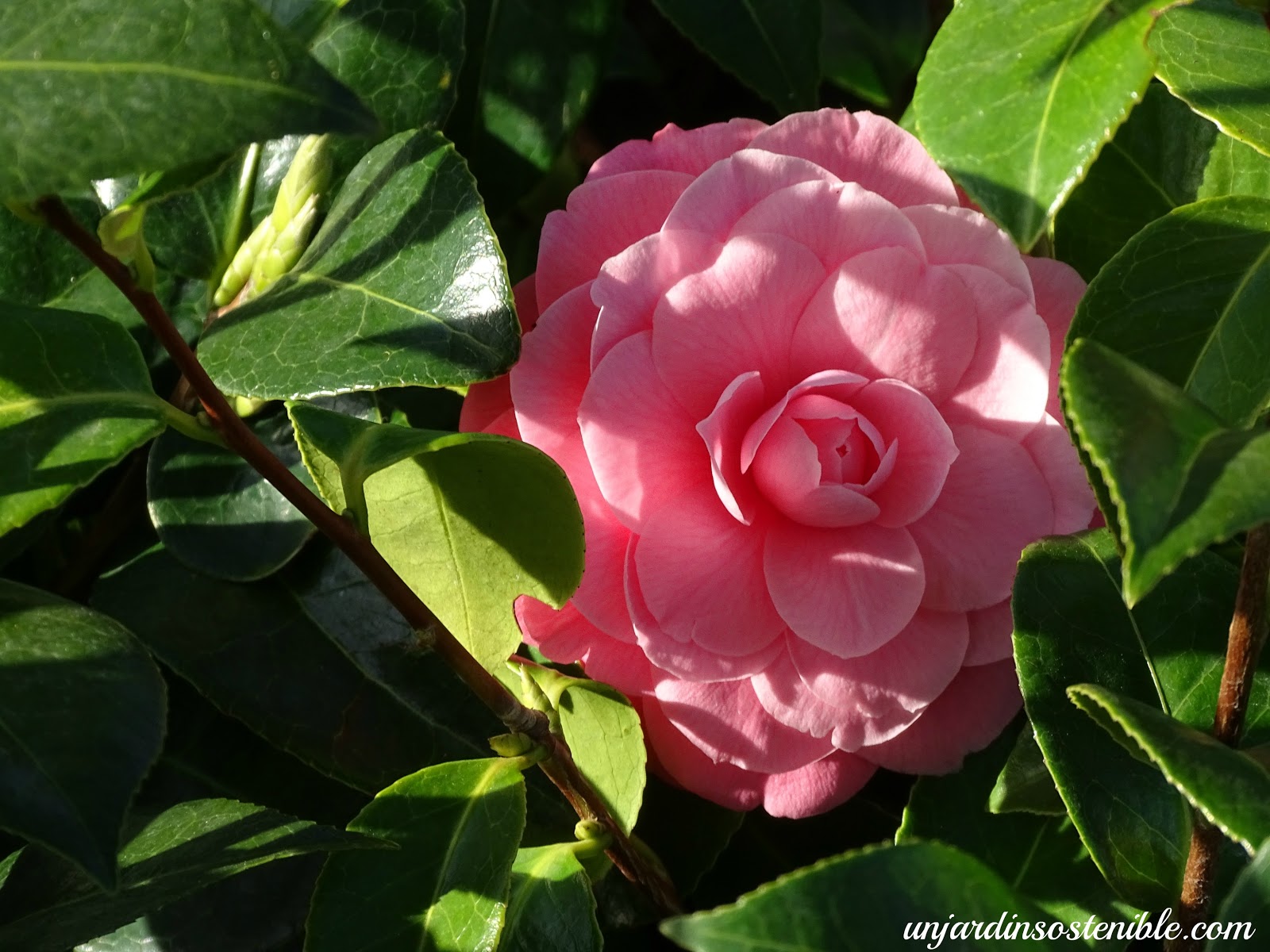 Camellia japonica (Camelia)