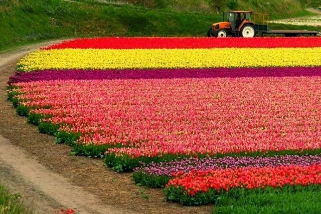 Ladang Tulip  Belanda 