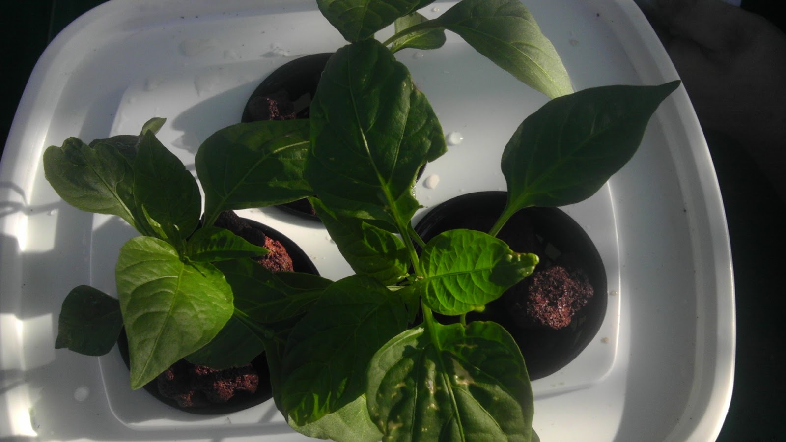 Hydroponic Growing For/By Dummies Bell Peppers