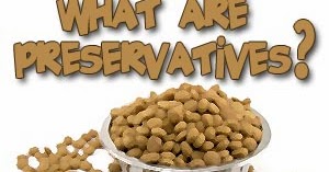 Best cat food options