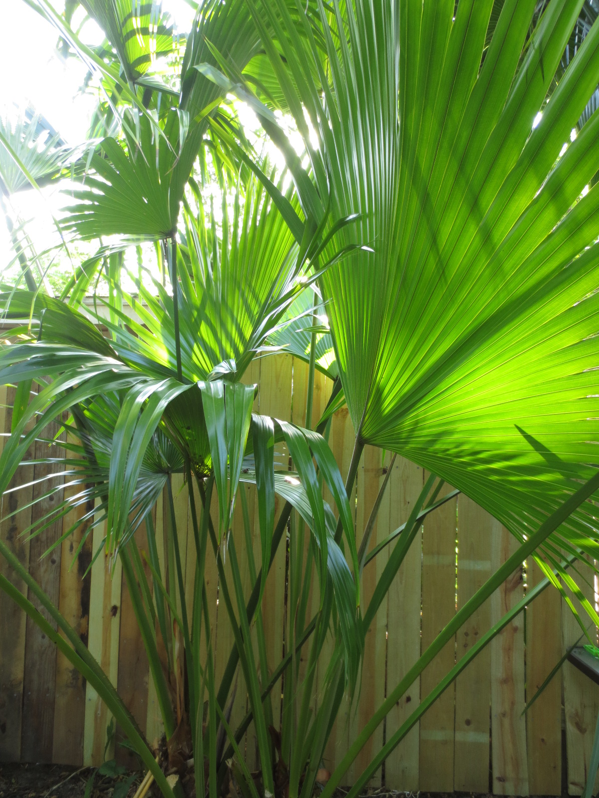 Tropical Texana: WHY I GROW PALMS INSTEAD OF WATCHING TV