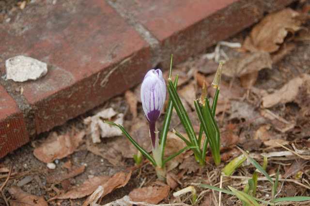 Michigan Wildflowers 2013: April 5: Crocus, first flower of spring and ...