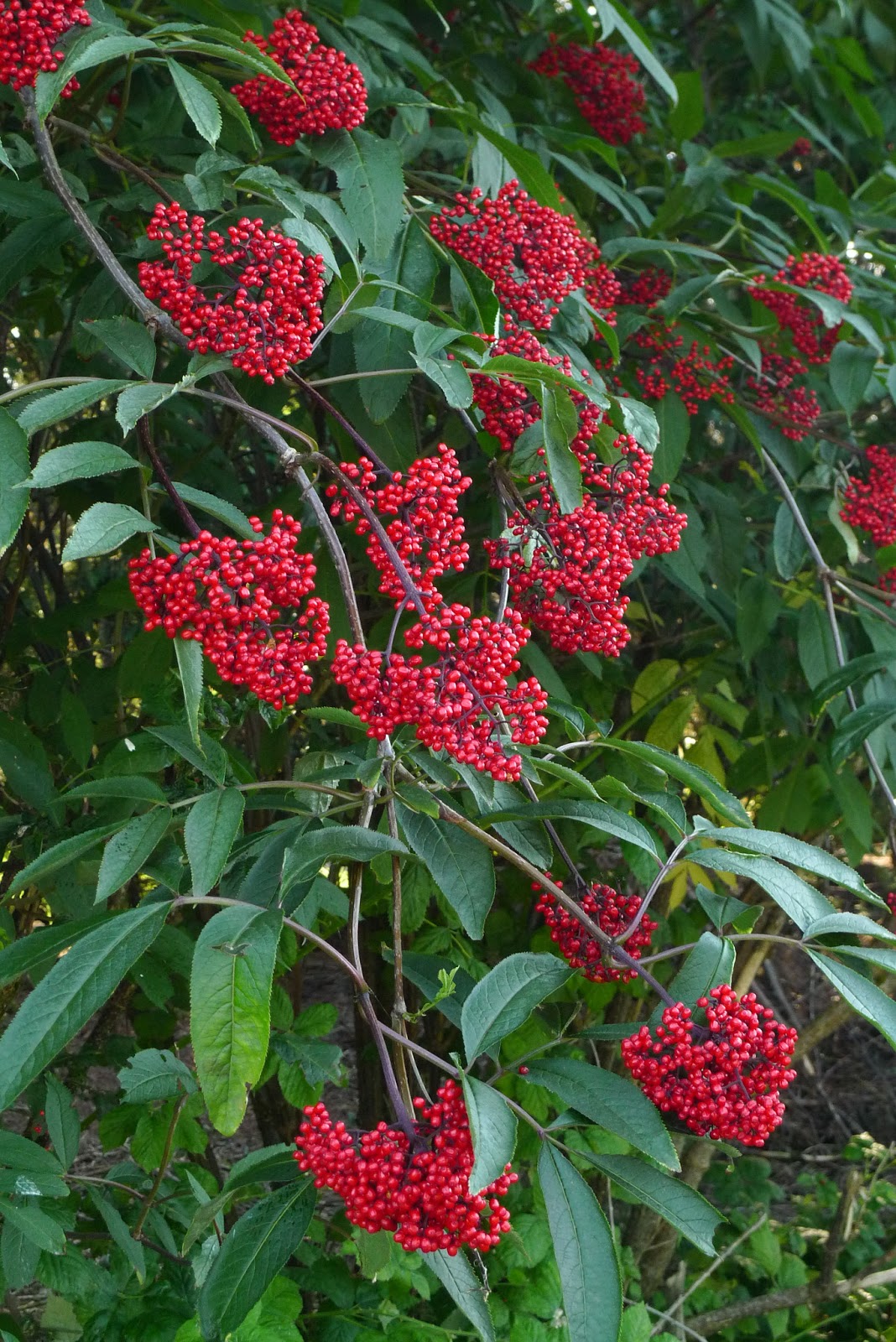 Association Værdiløs aftale Wild Harvests: Red Elderberry: Experiment #1