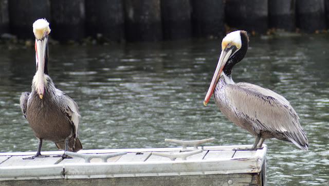 Brown Pelicans Looking Serious and Stern. Marin County Birds. Tiburon California