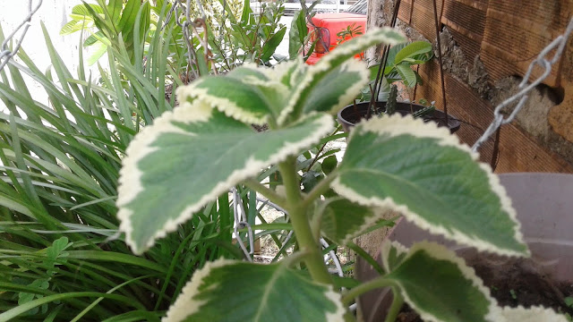 PLANTAS MEDICINALES OREGANO OREJON