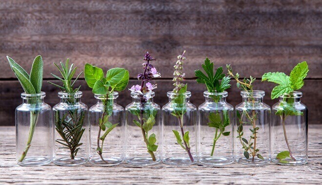 10 Herbs You Can Grow Indoors All Year Long