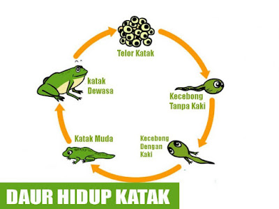 Daur Hidup Katak Komplet serta Penuturannya Daur Hidup Katak Komplet serta Penuturannya