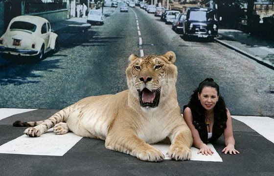 1001Archives World s Biggest Wild Cat Ever 1001archives-world-s-biggest-wild-cat-ever