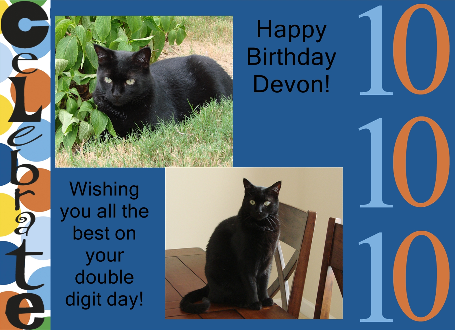 Four Crazy Cats: Happy Birthday Devon