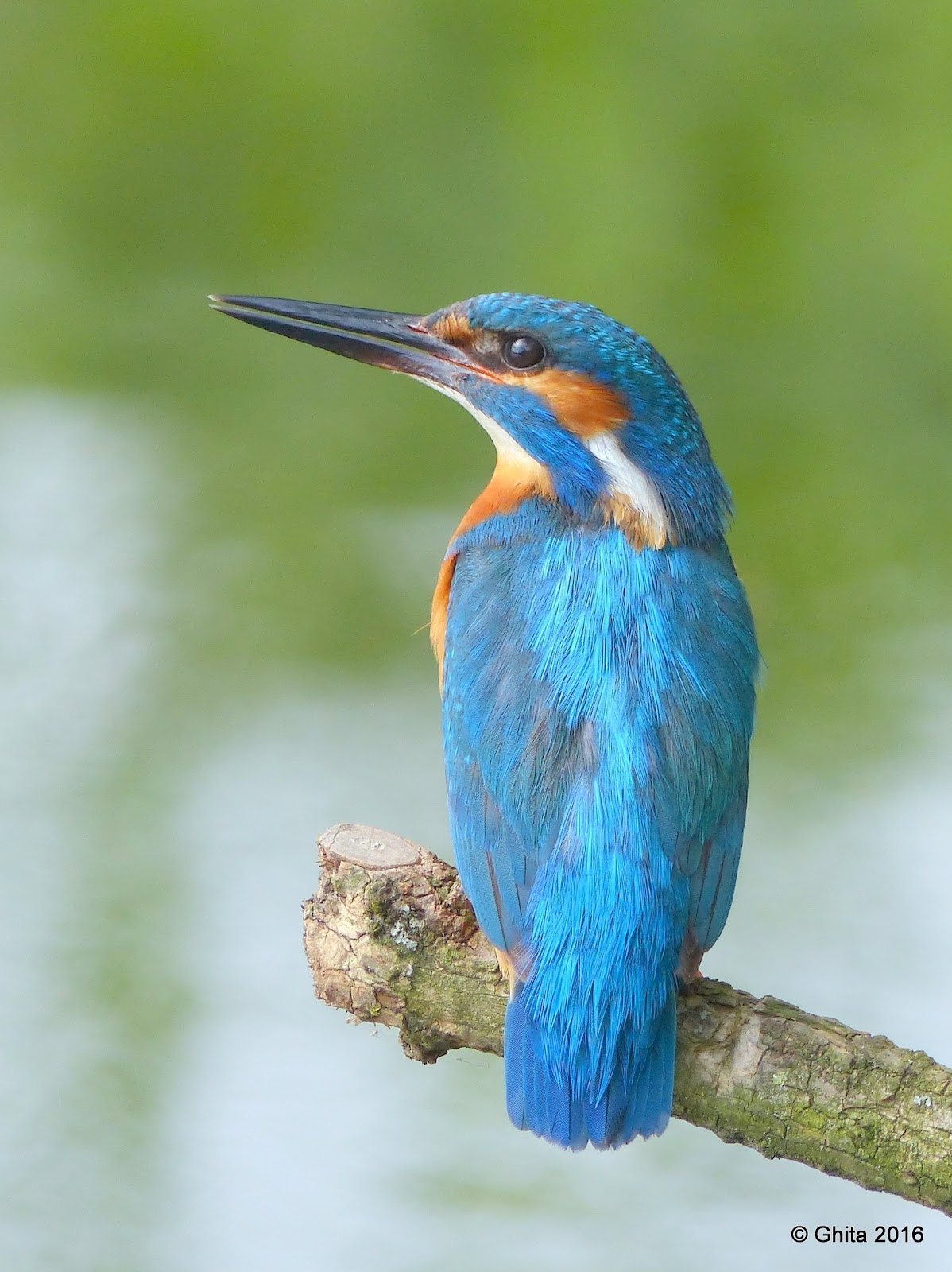 Carpe diem: ijsvogels en meer......