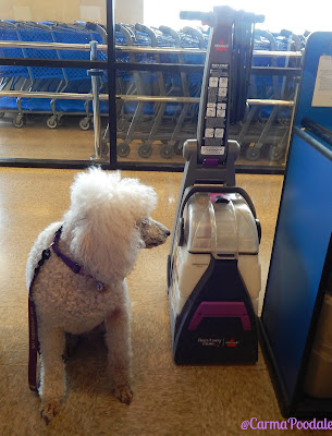 Carma Poodale : Pawsitively Clean #Bissell Carpet Cleaner Rental Review