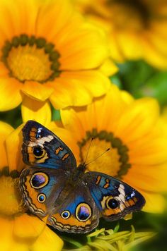 butterfly images