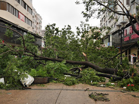 fallen trees on the Lianhua Road Pedestrian street in Zhuhai