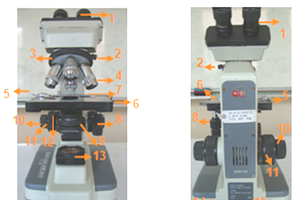 Cara Menggunakan Mikroskop Dengan Baik Dan Benar