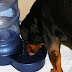 Χρειάζεται αρκετό νερό ο σκύλος σας;...