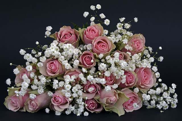 Happy Rose Day Images Download Happy Rose Day Images Download