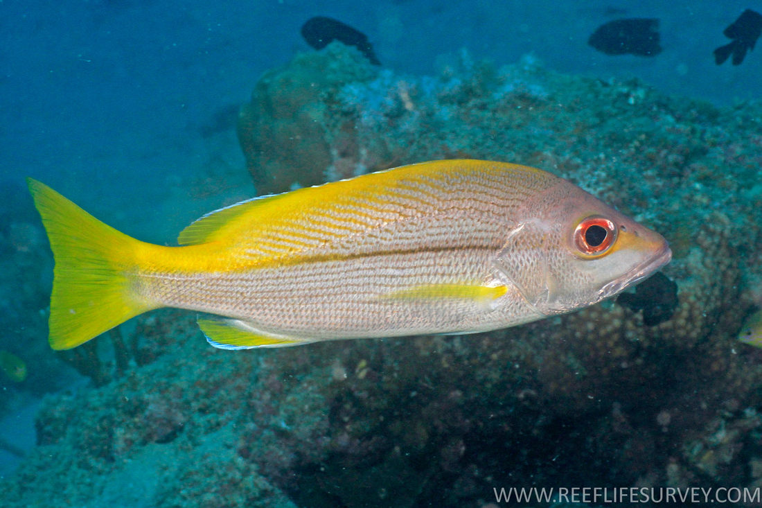 Jenis - Jenis Ikan Air Laut Ekonomis Penting [Bagian 13] - Lalaukan