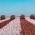 São Desidério e Formosa do Rio Preto têm PIB agropecuário que superam R$ 1 bilhão e ficam no topo do Brasil