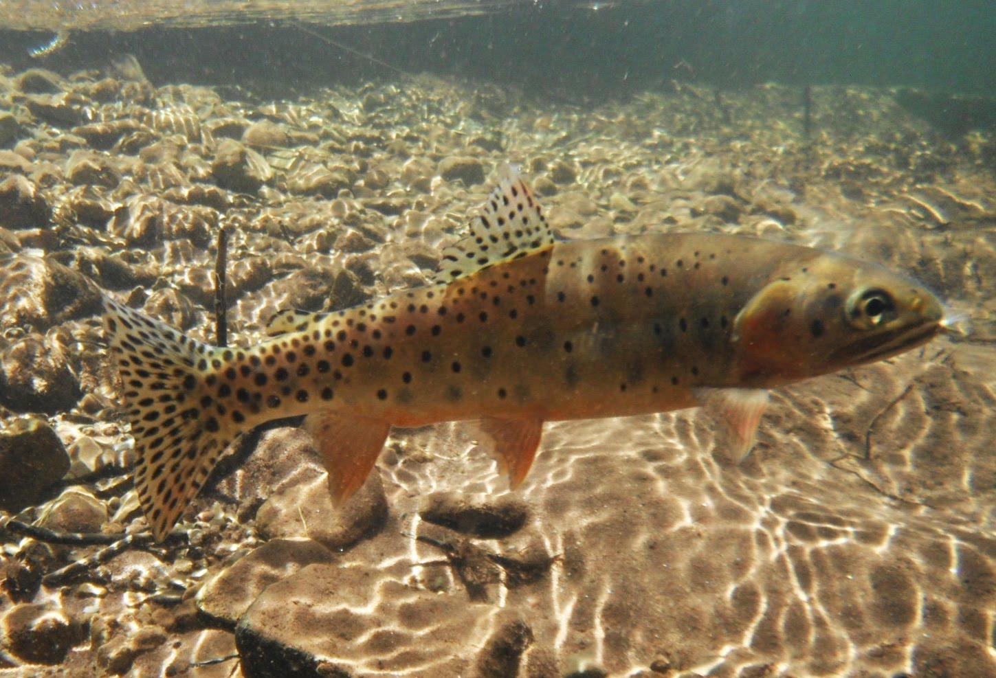 East Fork of Hermosa Creek