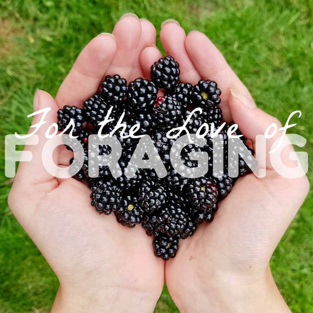 two hands cupping a portion of blackberries, the words "for the love of foraging" superimposed onto the photo
