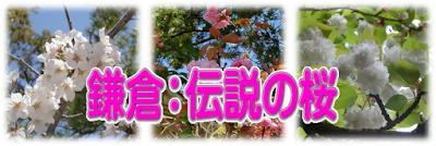 鎌倉：伝説の桜