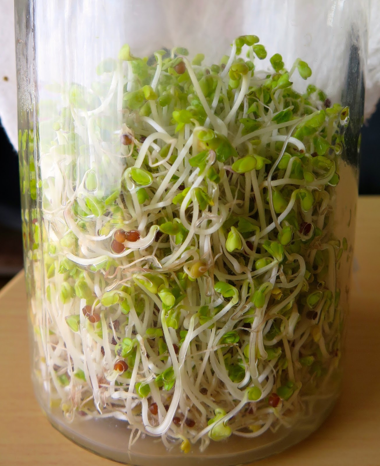 Recipes for Denny Broccoli Sprouts