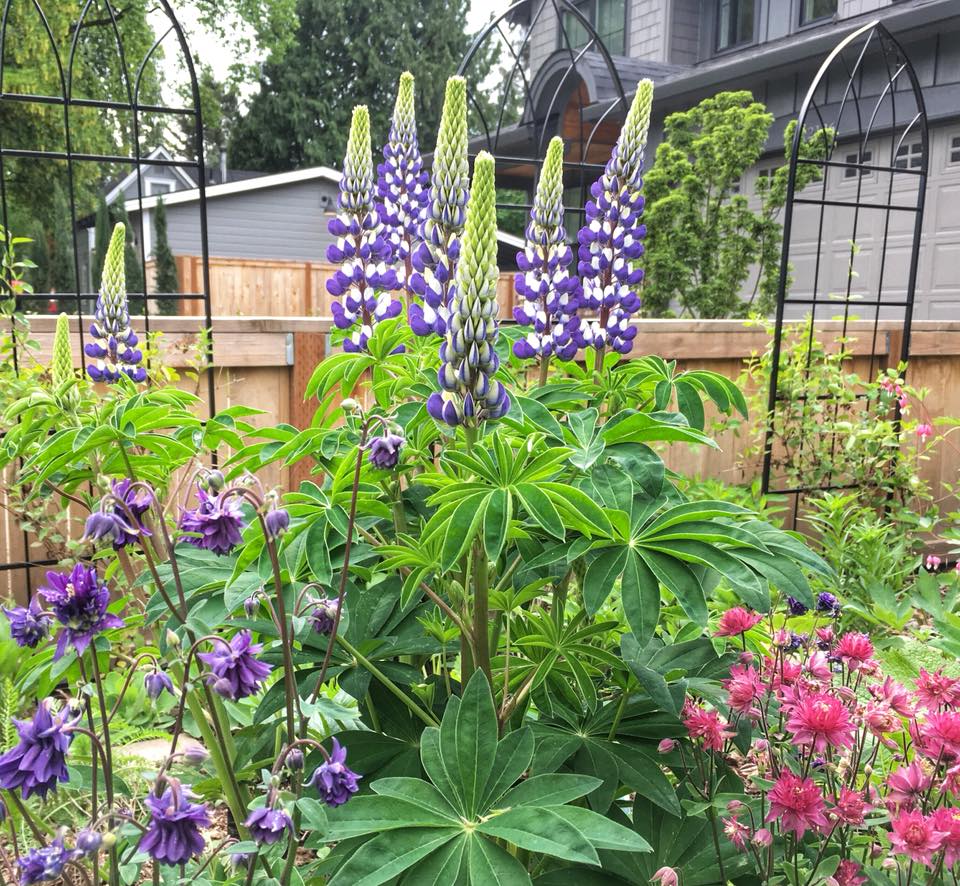 Future Plants By Randy Stewart Nandina