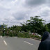 Awas Jangan Lewat Jalan ini, Pohon Besar Tumbang, Lalu Lintas Jl A Yani di Liang Anggang Macet