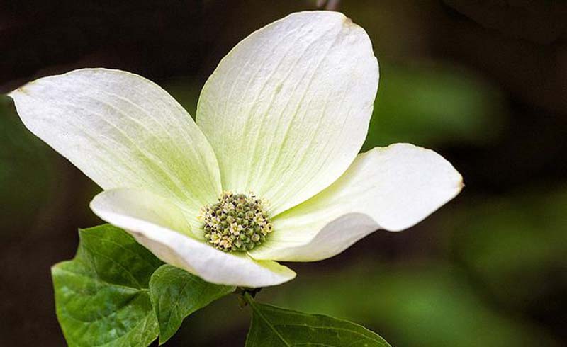 Mountain Dogwood in Yosemite National Park