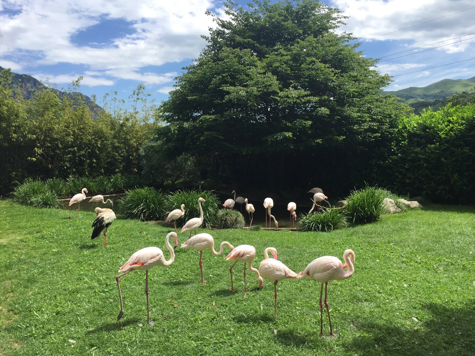 Le parc animalier des Pyrénées renoue avec le public au printemps