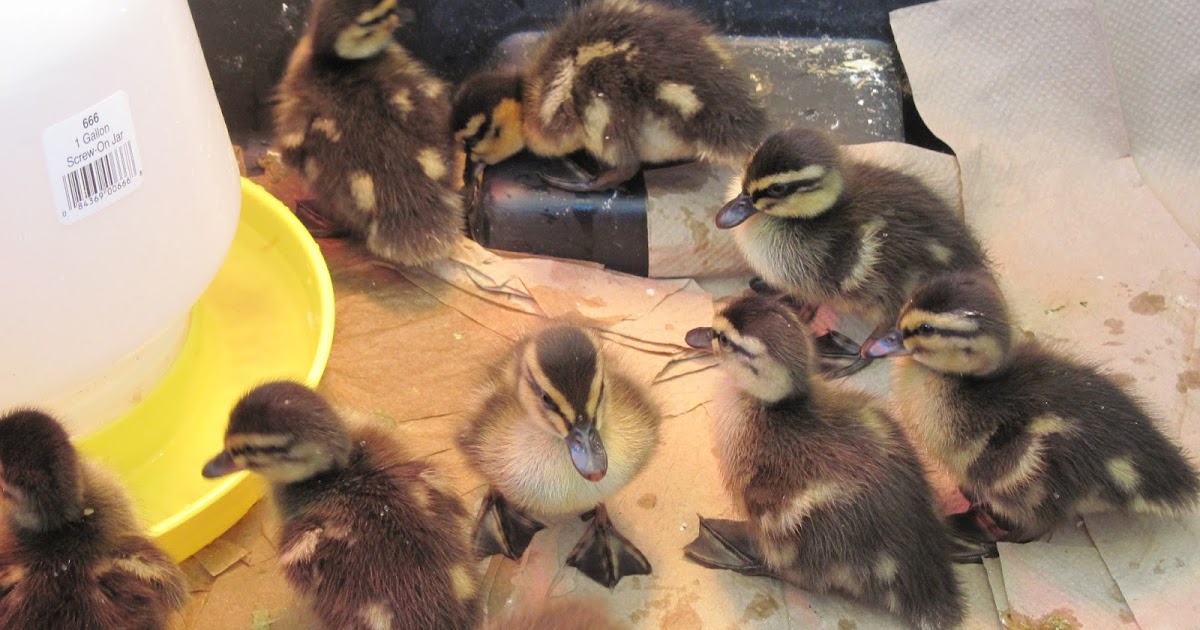 360 Farm And Pet Ducklings For Sale