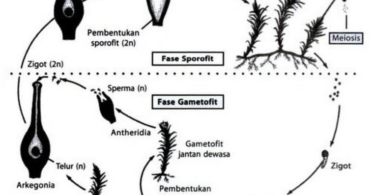 Fase gametofit tumbuhan lumut adalah