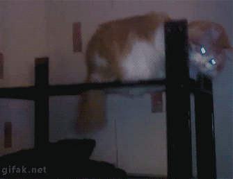 20161011_57fc98a286bee.gif
