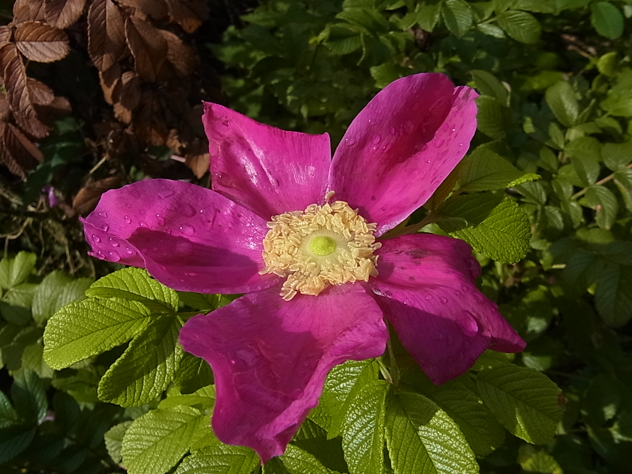 Ou Se Trouve Le Parc Rosa Rugosa