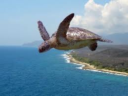 Flying Turtle