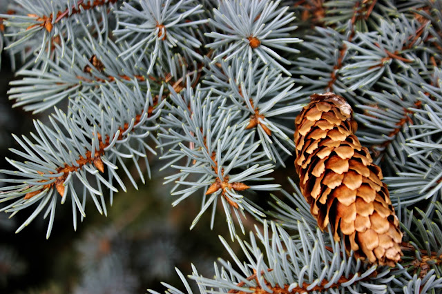 Blue Spruce