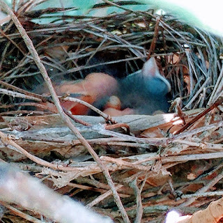 3 just hatched baby cardinals in a nest