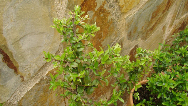Espino de fuego o piracanta (Pyracantha coccinea M.Roem.).