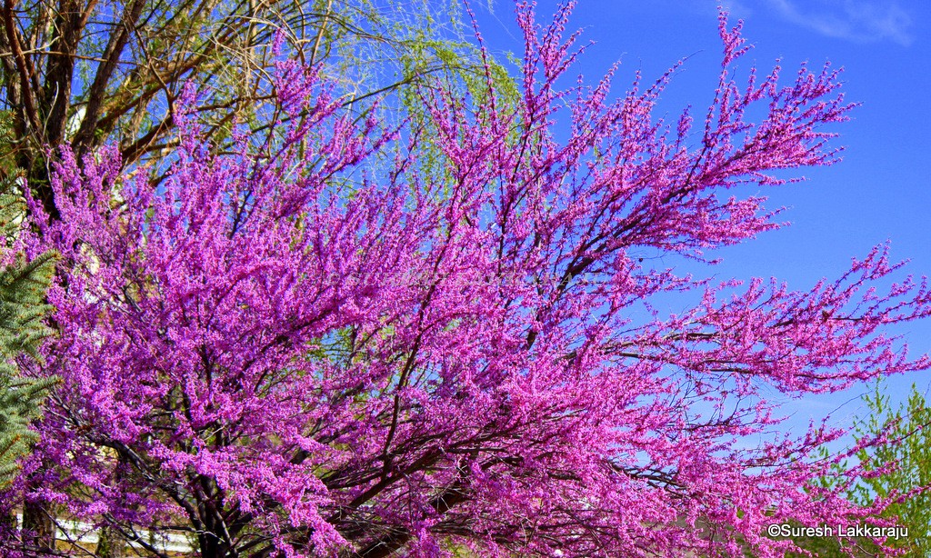 Pictures Of Purple Spring Trees 97