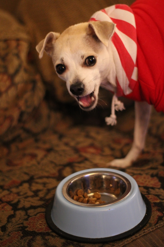 HAPPYHAZEL Dog Food Giveaway! Happy Discovers Brothers Complete Ultra