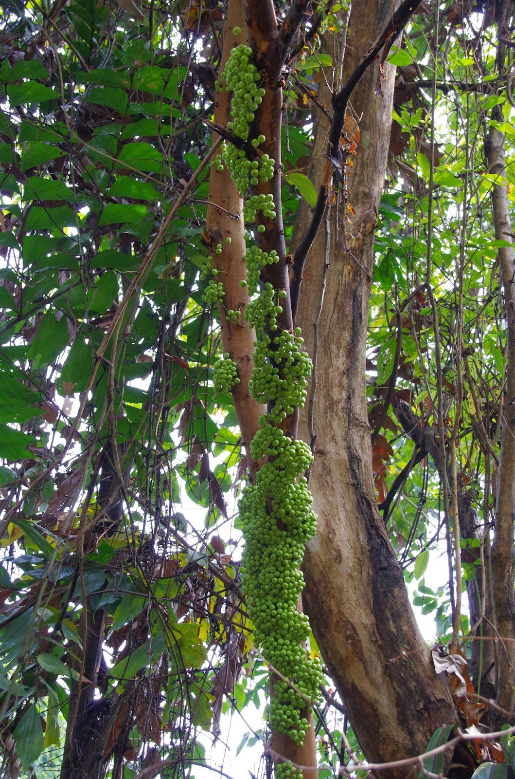 Trees and Plants: Yellow Stem Fig (Ficus fistulosa) I