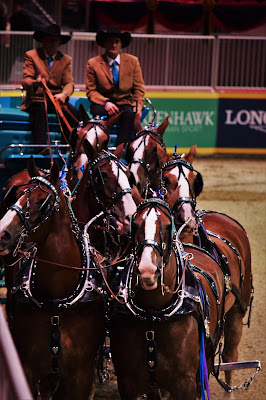 Belgian Six Horse Hitch | Pure Horse Sense Pure Horse Sense Blog- Belgian Six Horse Hitch at the royal winter fair