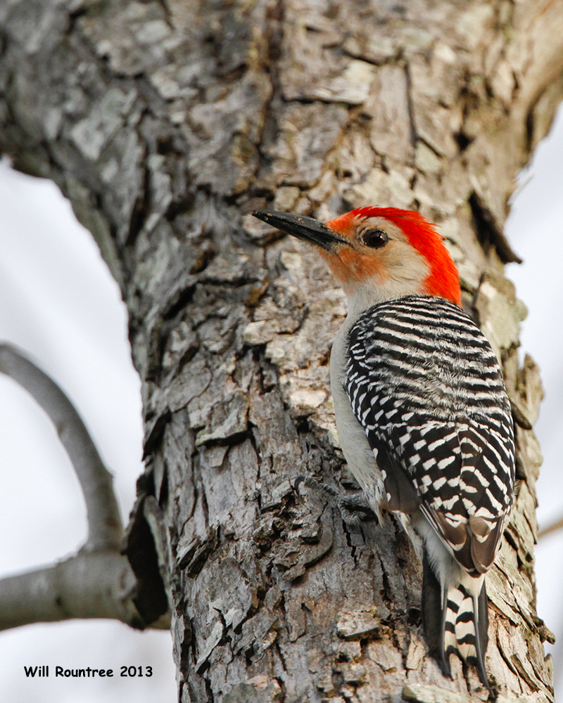 Will's Houston: Red-bellied Woodpeckers are designing a new home in my