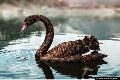 Angsa Berbulu Aneh Didunia Ohbicara
