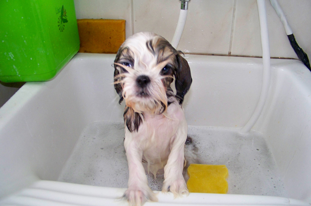 shih tzu tomando banho