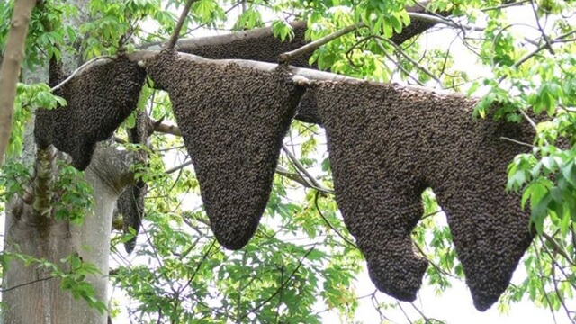 Madu Hutan Kalimantan Barat Madu Hutan Kalimantan Barat