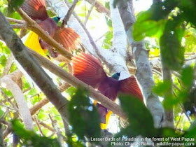 Lesser Birds of Paradise were performing courtship dance in tropical rainforest of Sorong regency of West Papua.