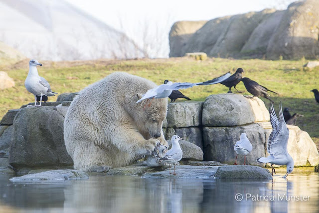 Polar Bear