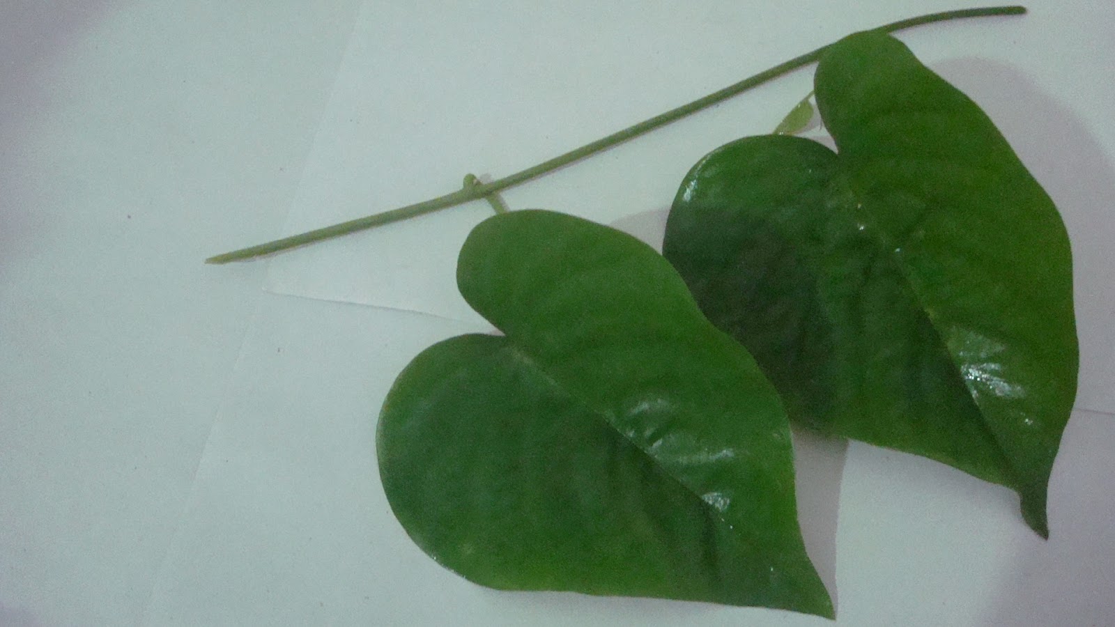 Herbal plants of Sri Lanka Girithilla Argyreia populifolia